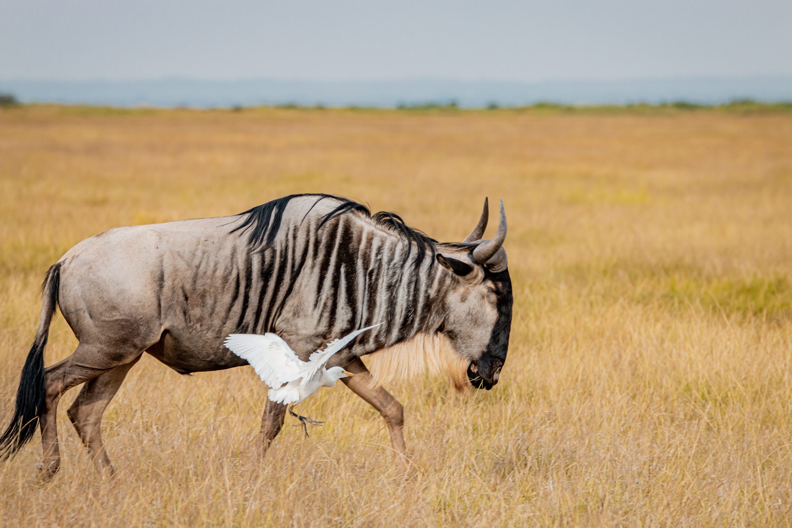 masai mara wildebeest