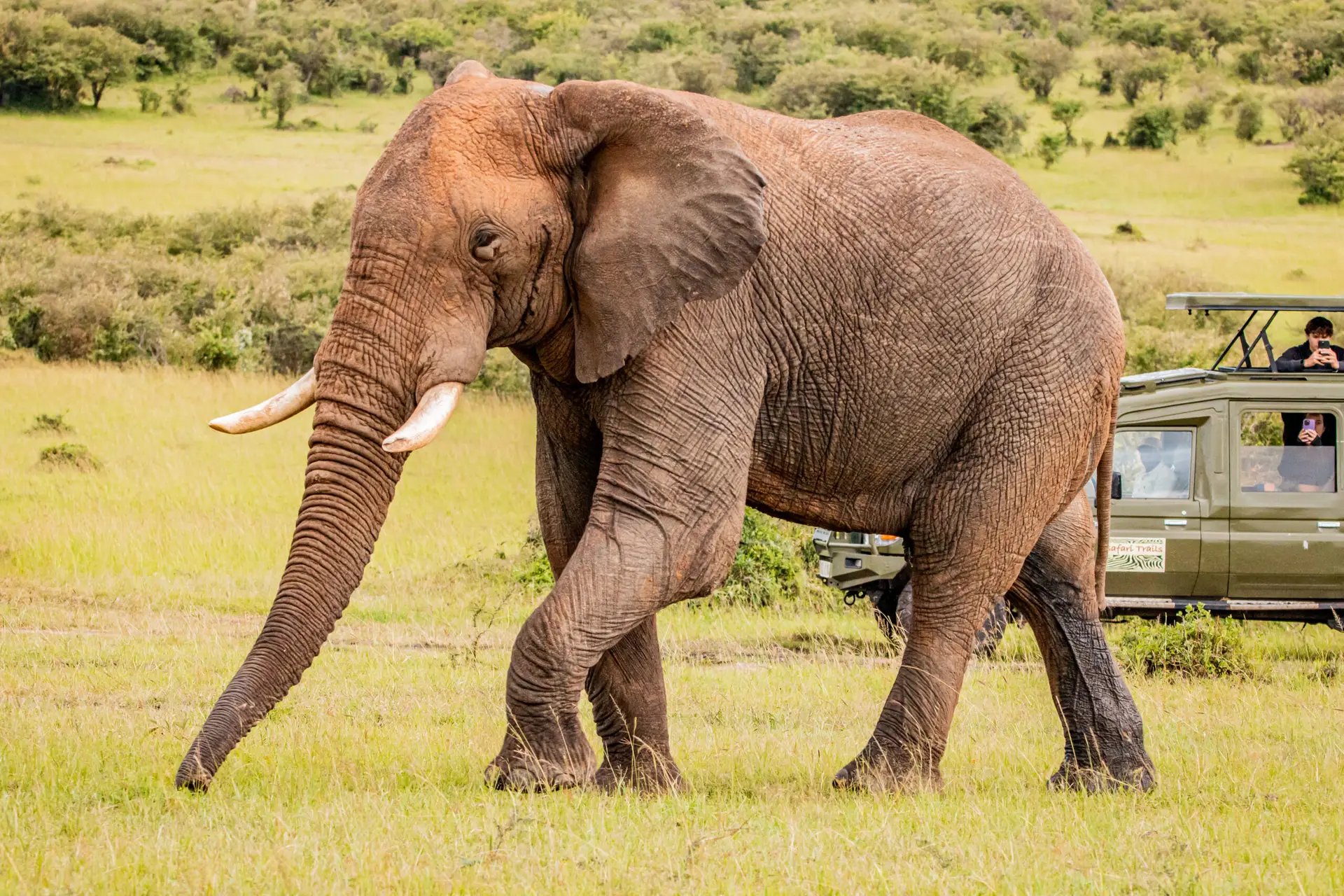elephant mara