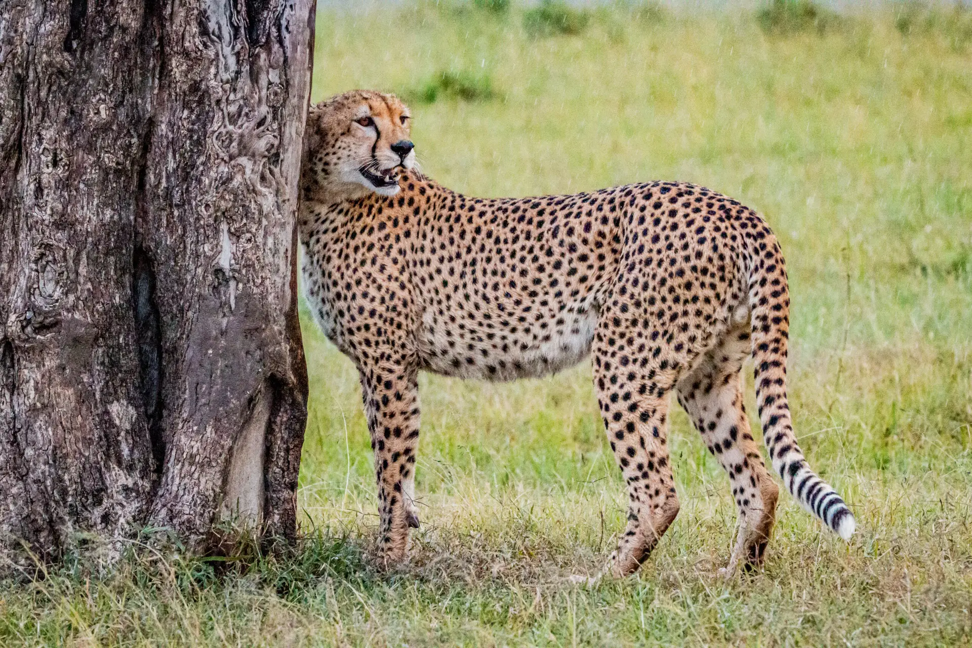 cheetah mara