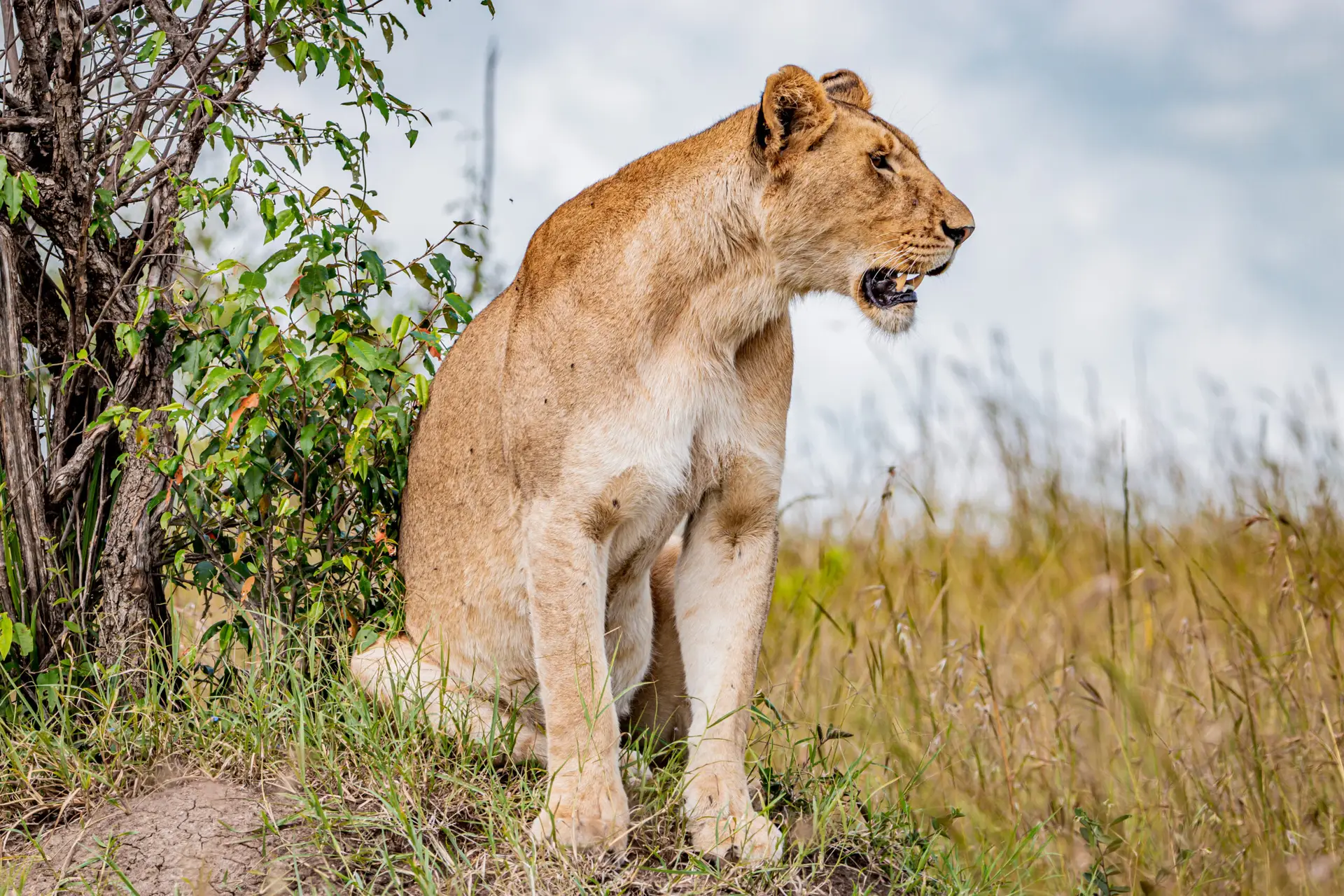 lioness masai mara