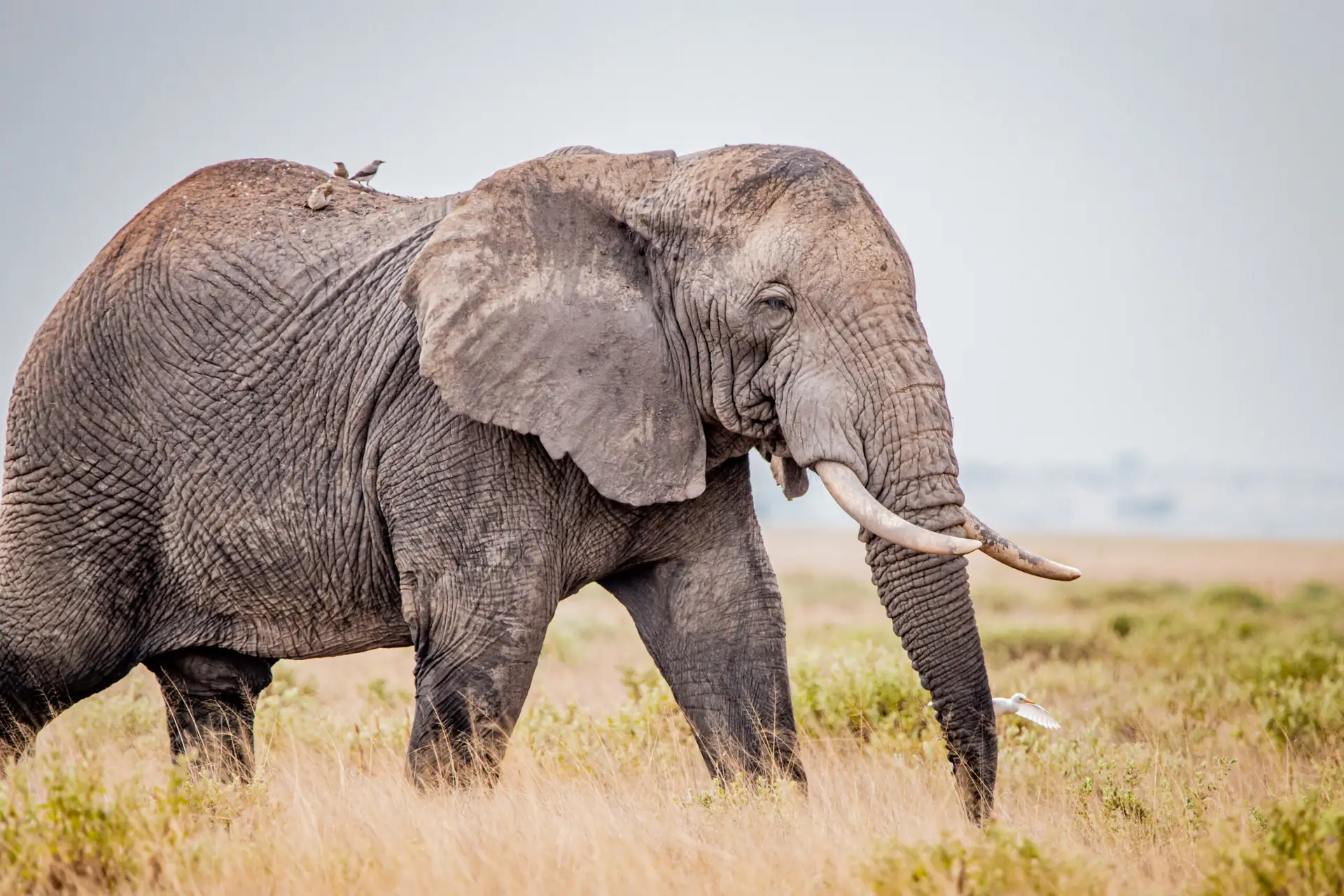 tsavo elephants