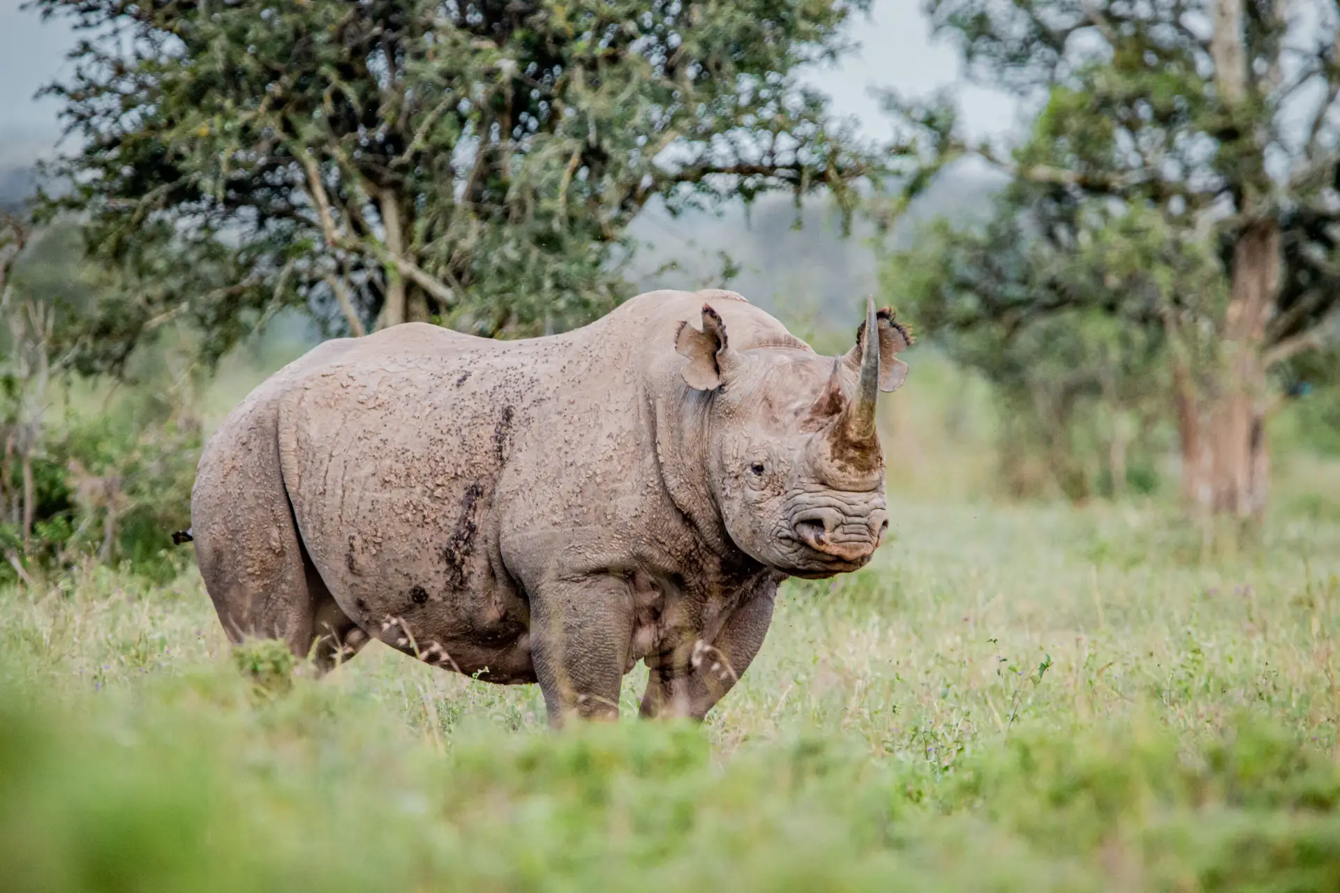 rhino masai mara