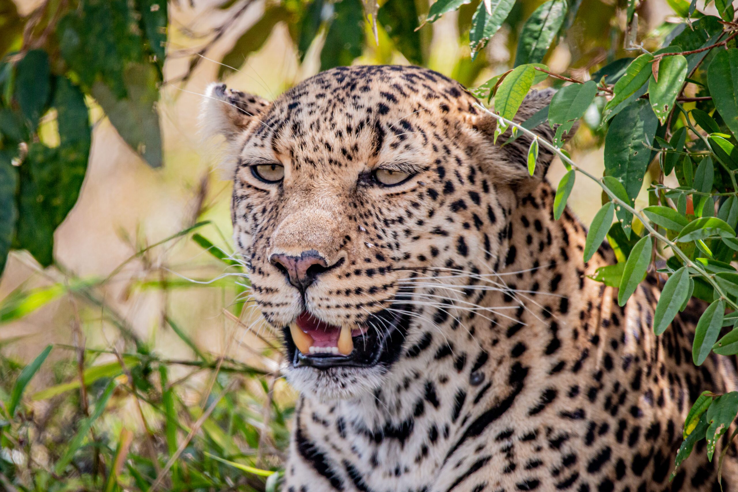 masai mara leopard