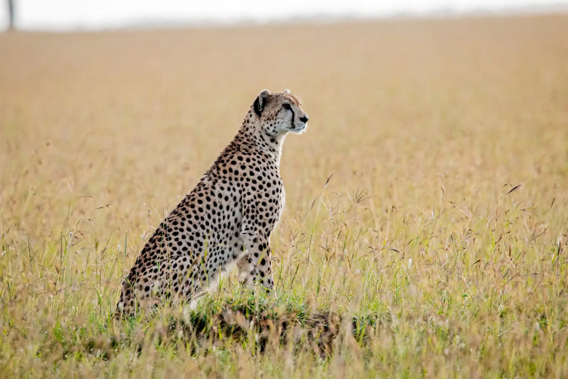 masai mara cheetah